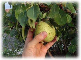 cueillette d'une poire