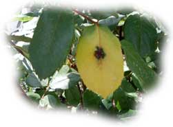 maladie des taches noires : marsonia