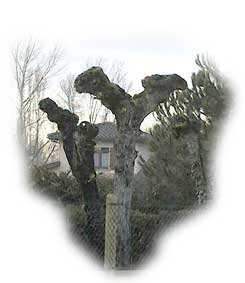 tete de t&eacute;tard (en fond)