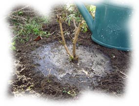 Plantations : conseils de base