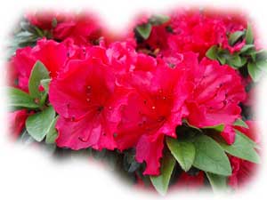 fleur d'azal�e