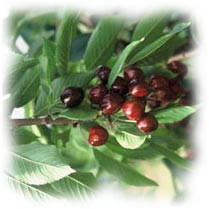 cerises et feuillage de cerisier
