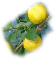 fruits du cognassier du Japon