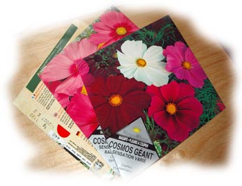 graines de cosmos en sachet