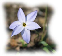 Ipheion - (c) S. Gangloff