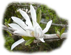 fleur de magnolia �toil�
