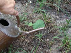 arrosage du plant &agrave; pr&eacute;lever