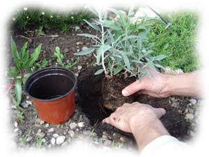 plantation d'une vivace