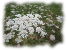 achil�e