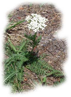 achillea millefolium