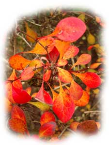berberis - &eacute;pine vinette 