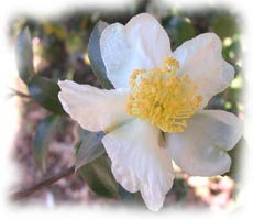 Camellia Sasanqua