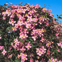 clematite � petites fleurs