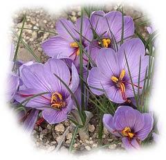 crocus sativus - safran - (D.R)