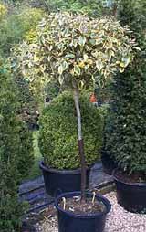 Eleagnus 'Gilt Edge' en topiaire - (DR) BoxWood.Uk