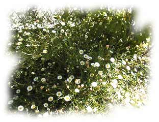 erigeron en fleurs