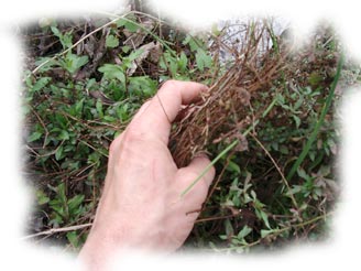 erigeron : nettoyage de la touffe au printemps