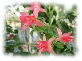 fuchsia