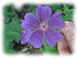 geranium vivace