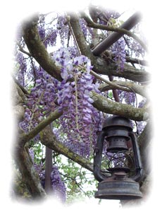 glycine en fleurs