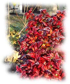 nandina domestica