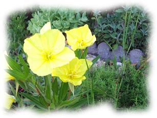 fleurs d'oenotere