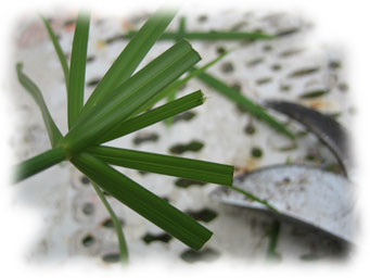 papyrus : d�coupe des feuilles