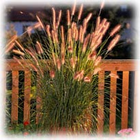 pennisetum en pot sur un balcon