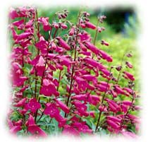 penstemon en fleurs