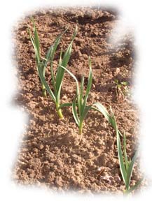 rang de jeunes poireaux