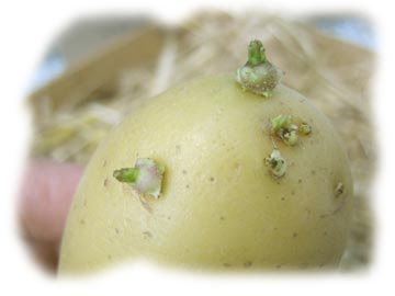 pomme de terre germ�e