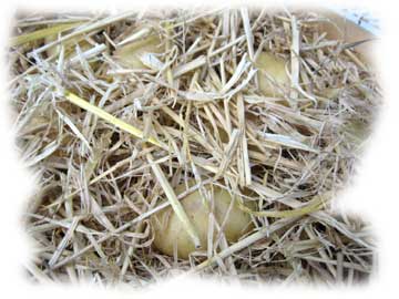 pommes de terre et paille dans un cageot