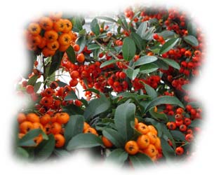 pyracantha