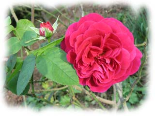 rose anglaise