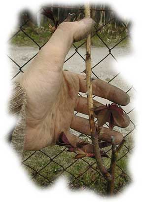 bois mort sur rosier