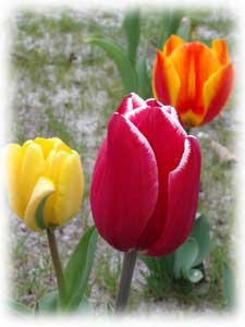 tulipes