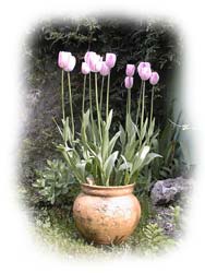 potée de hautes tulipes