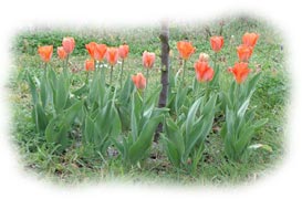rond de tulipes