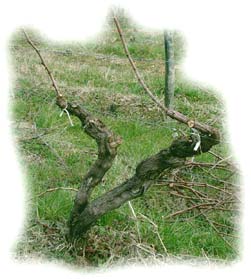 vigne taill&eacute;e avec 2 bois
