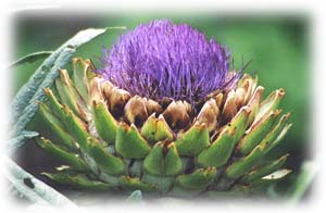 fleur d'artichaut