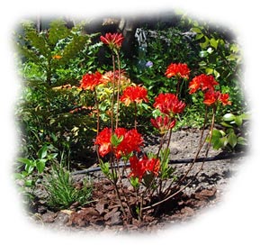 Azal&eacute;e mollis 'Lucifer'