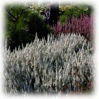 bruy�re - erica carnea