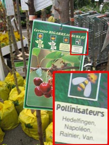 cerisier burlat pollinisateurs