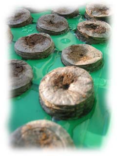 pastilles jiffy mouill�es sur leur plateau