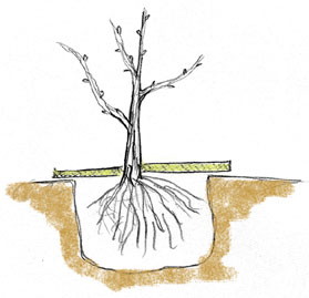 plantation de la motte; niveau du point de greffe