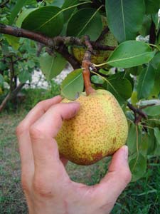 récolte de poire au verger
