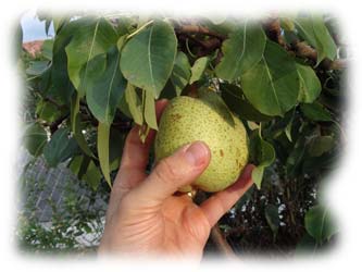 poire