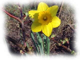 narcisse au pied d'un pommier