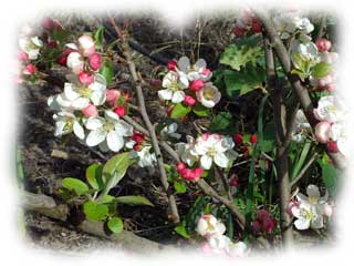 pommier d'ornement en fleurs