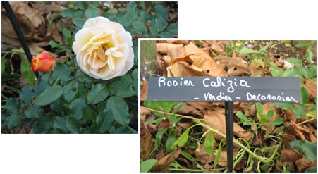 choisir un rosier en situation dans un jardin ou un parc